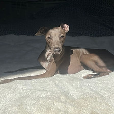 Buddy.jpg Italian Greyhound