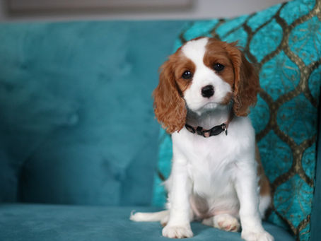 Understanding Ethical Breeding for the Cavalier King Charles Spaniel