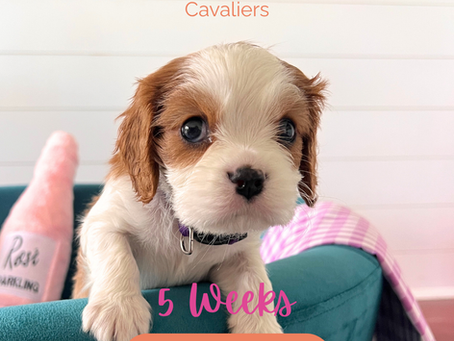 5 Weeks Old: Rose & Bently's Cavalier Litter Update