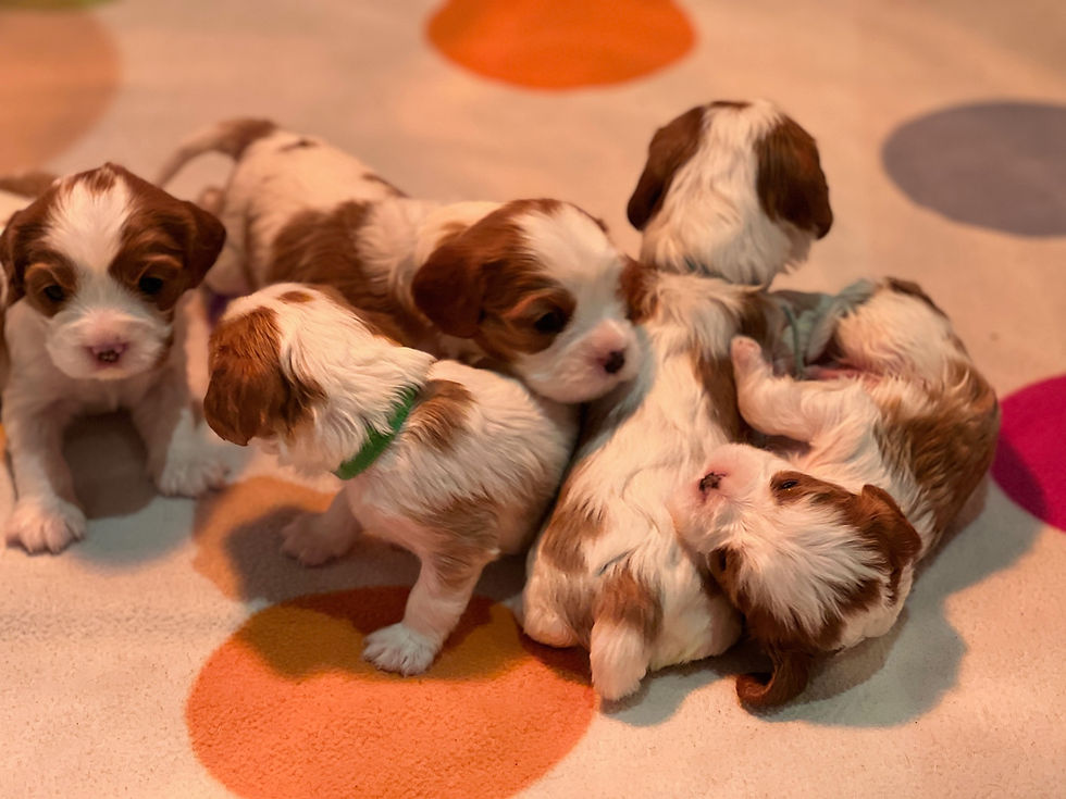 La Rose Cavalier puppy litter of 6