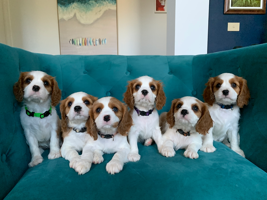 Purebred Cavalier Puppies