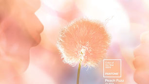 Pantone Colour of the Year for 2024 is Peach Fuzz