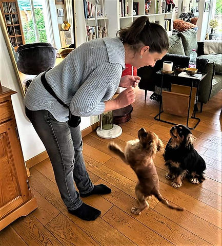 éducatrice canin faisant un exercice d'éducation avec deux chiens