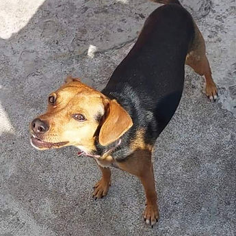 un chien qui regarde attentivement l'éducatrice canin