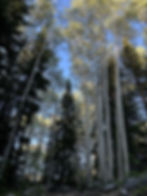 hernia trees.jpg