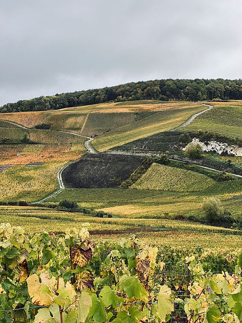 Les paysages classés par l'Unesco des vignobles de Champagne
