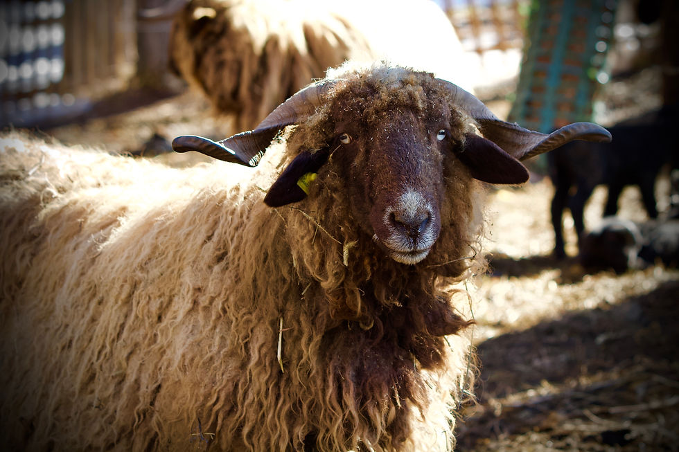 Brebis (Roux du Valais)