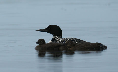IMG_0152 (2)loon and twins.jpg