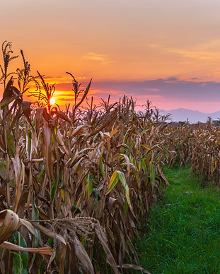 vecteezy_the-sunset-on-the-corn-field_2405869.jpg