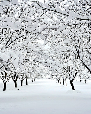 vecteezy_beautiful-frozen-orchard_5177480.jpg