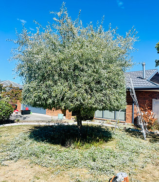 tree trim in rangiora christchurch new zealand