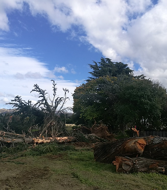 Tree felling in Lincoln with certified arborist. Christchurch, new Zealand.