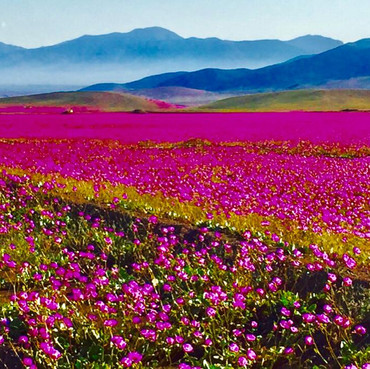 Desierto Florido Vallenar