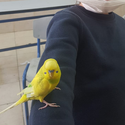 טיפול רגשי בעזרת בעלי חיים באשקלון