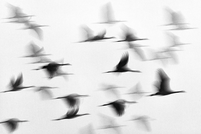 Kraniche_2_web 3.jpg