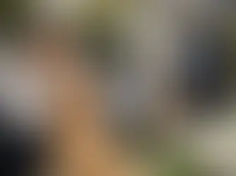 Dog Daycare for Working Professionals