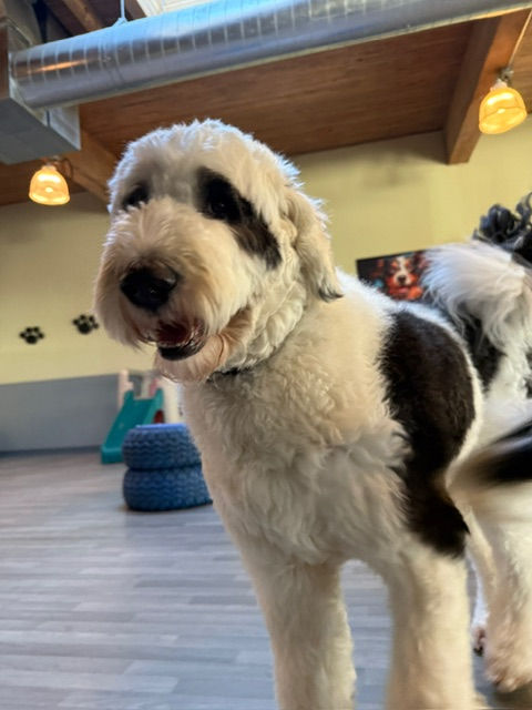 Breed Meet Up