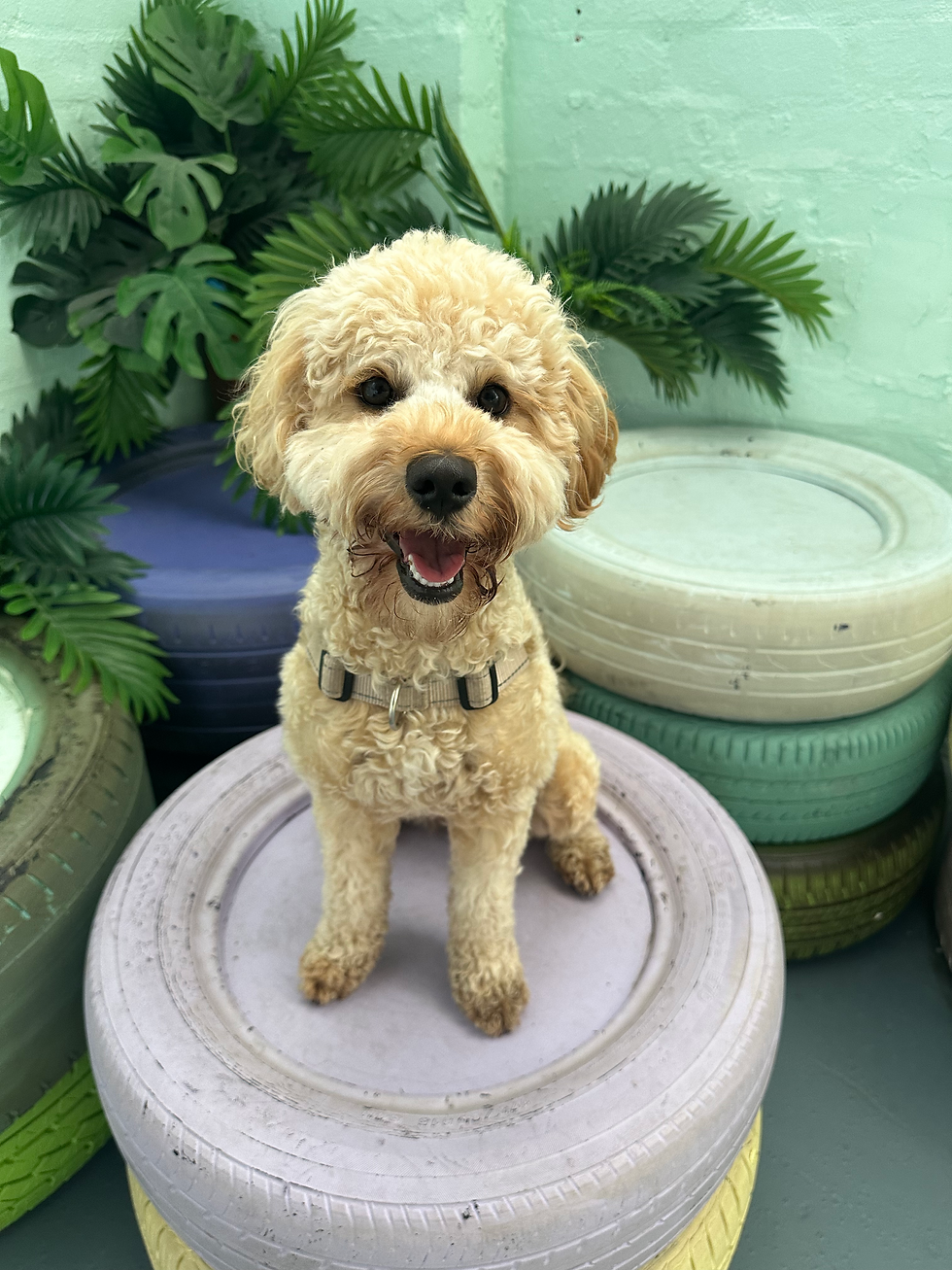 Poodles, Oodles Snow Social