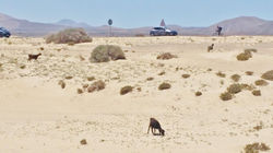 Fuerteventura abril 2016 (75)