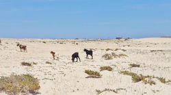 Fuerteventura abril 2016 (77)