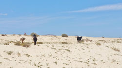 Fuerteventura abril 2016 (76)