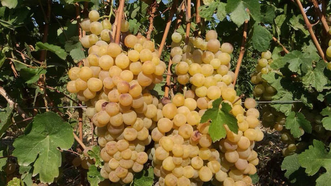 Գինեգործություն տան պայմաններում