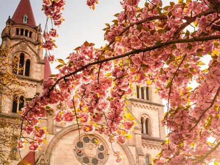 Cherry Blossom Season in Europe: Best Spots for Spring Travel