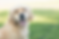 doggy.png