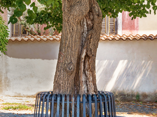 What are the Benefits of Tree Protection Fencing?