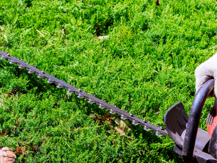 When Should Hedge Height be Reduced?