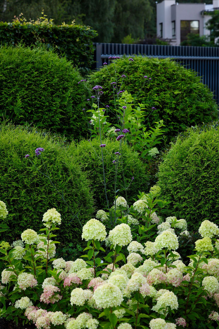 hortenzijas / tūju bumbas 