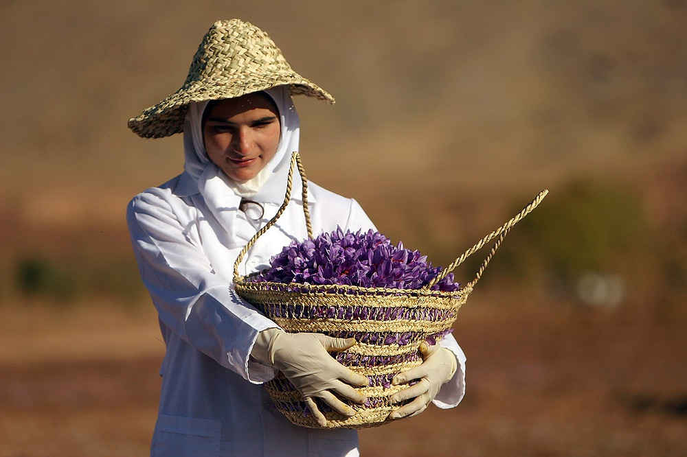A saffron spice harvester holds a basketful of saffron crocuses.