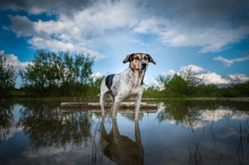 authentische Hundefotografie und Momentaufnahmen