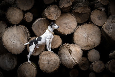 authentische Hundefotografie und Momentaufnahmen besondere Momente und Kulissen 