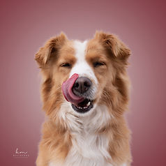 buntes Hundeportrait