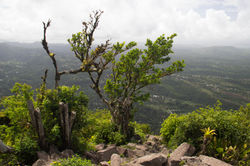 schulz_taylor-stluciapictures300