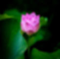 Emerging lotus_edited_edited.jpg