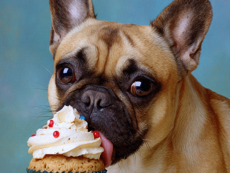The Rise of Pupcakes: How to Bake Dog-Safe Cupcakes That Look Good Enough for Humans