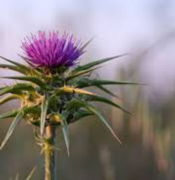 milk thistle.jfif