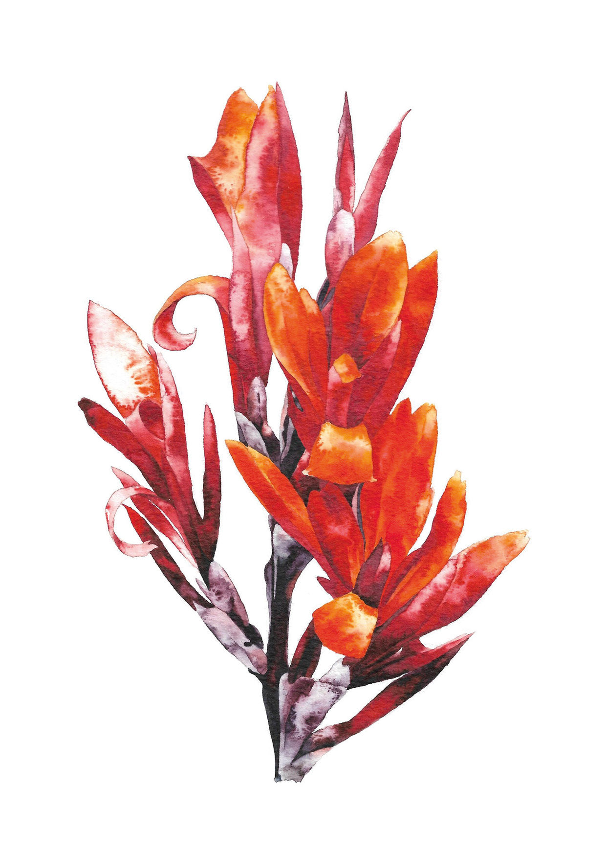 Red Canna Flower card