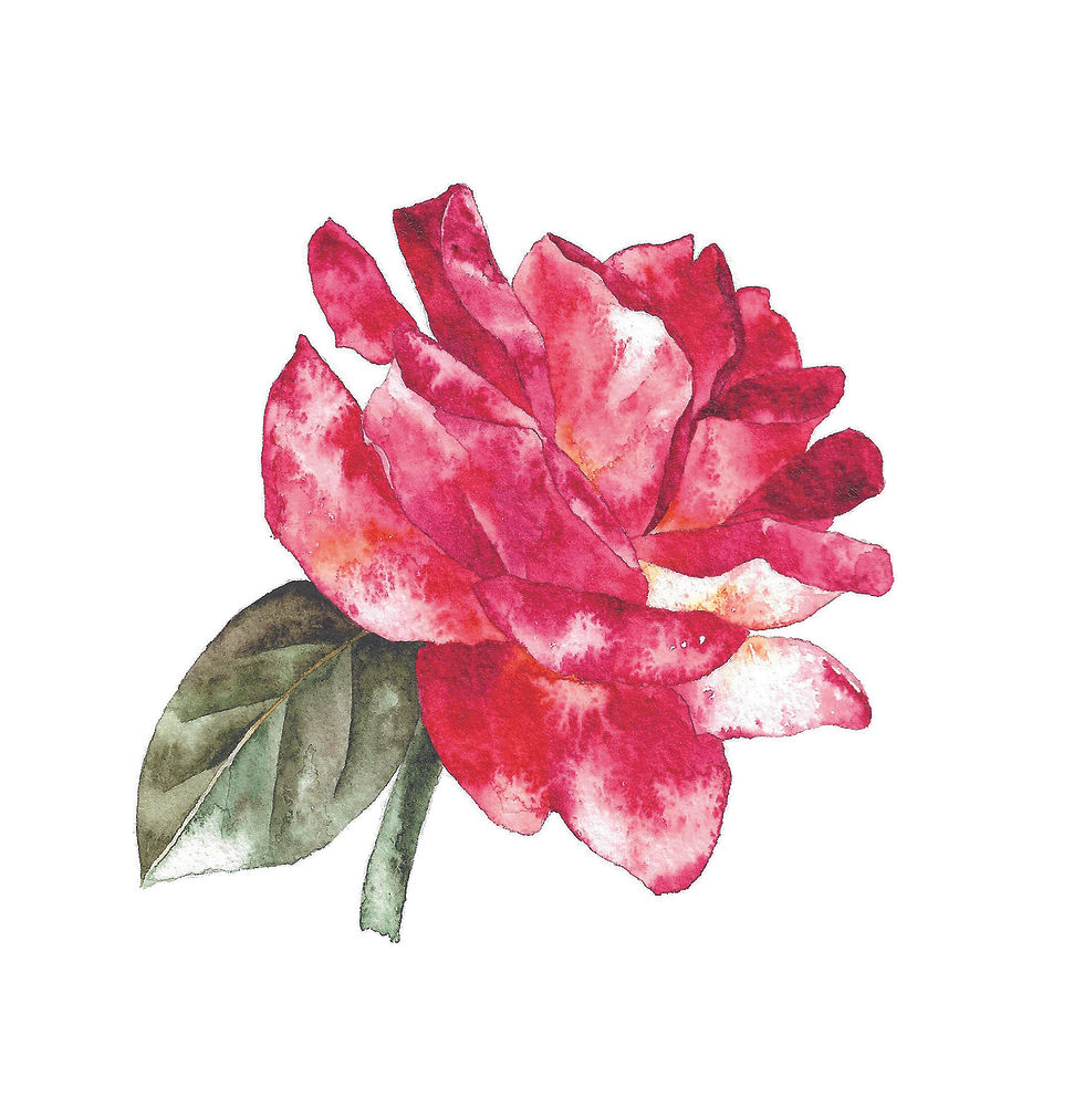 Thumbnail: Study of a Rose