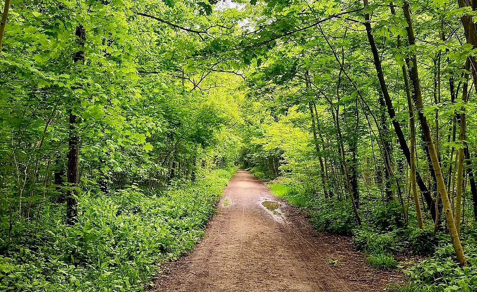 photo d'une forêt
