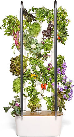 windowsill microgreens planters