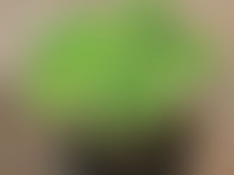 Home-Grown Microgreens: A Leap Towards Quality and Safety