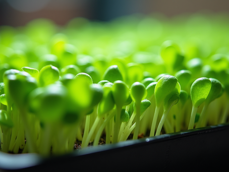 Mastering the Microgreens Guide for Beginners