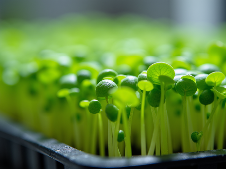 Understanding the Basics of Microgreens: What Are Microgreens and How to Grow Them at Home