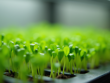 Indoor Microgreens Selection: Best Microgreens to Grow Indoors