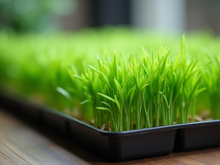 Indoor Wheatgrass Growing Tips: Indoor Wheatgrass Growing Made Easy