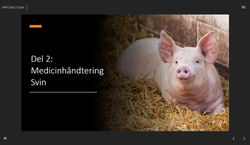 Medicinhåndteringskursus Gris