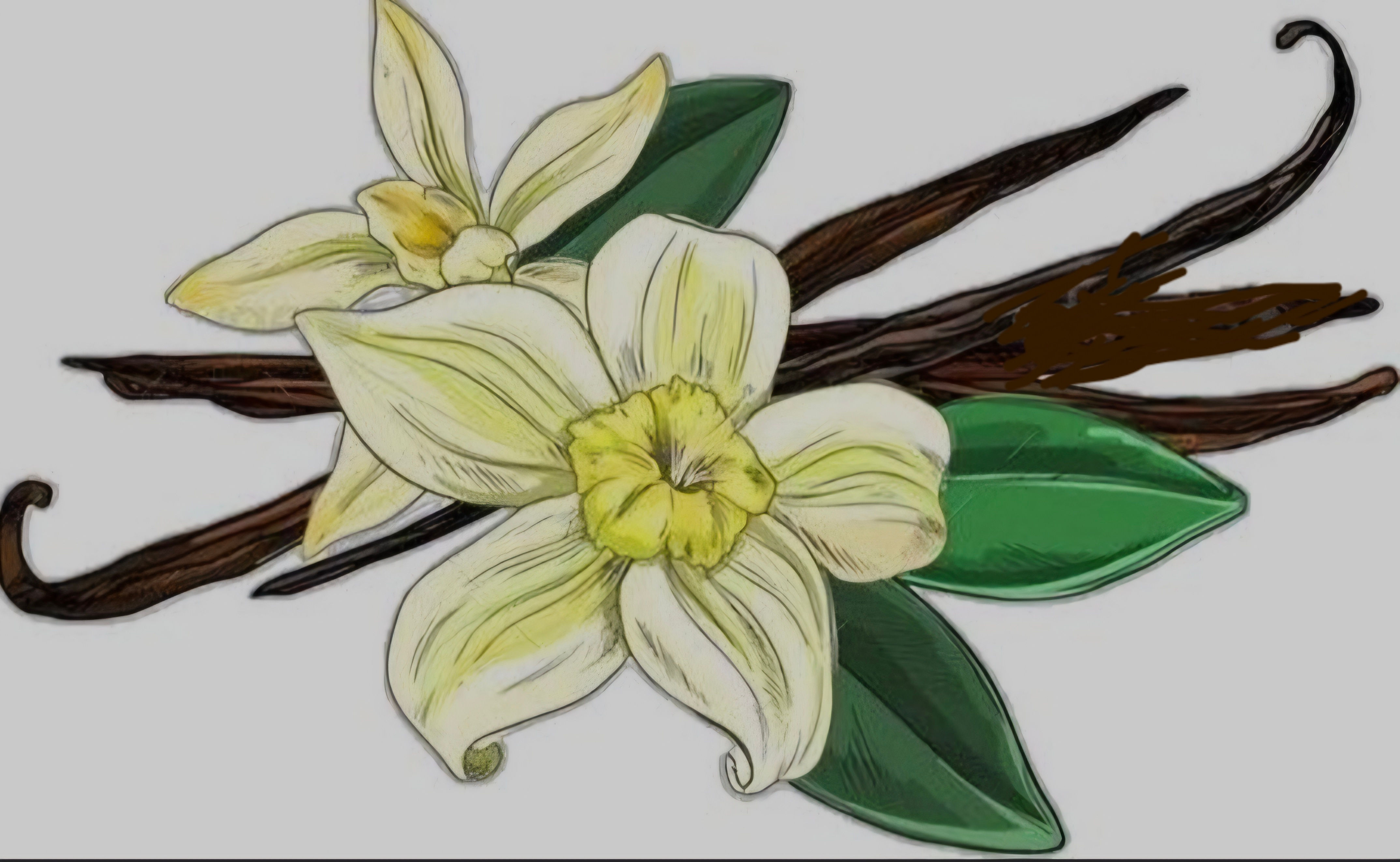 Vanilla Bean light Pink Vitamin E All Day Lip Balm